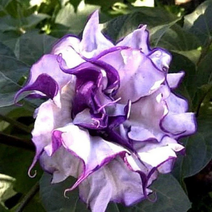 Datura Purple Multi Petal Rare Flowering Live Plant