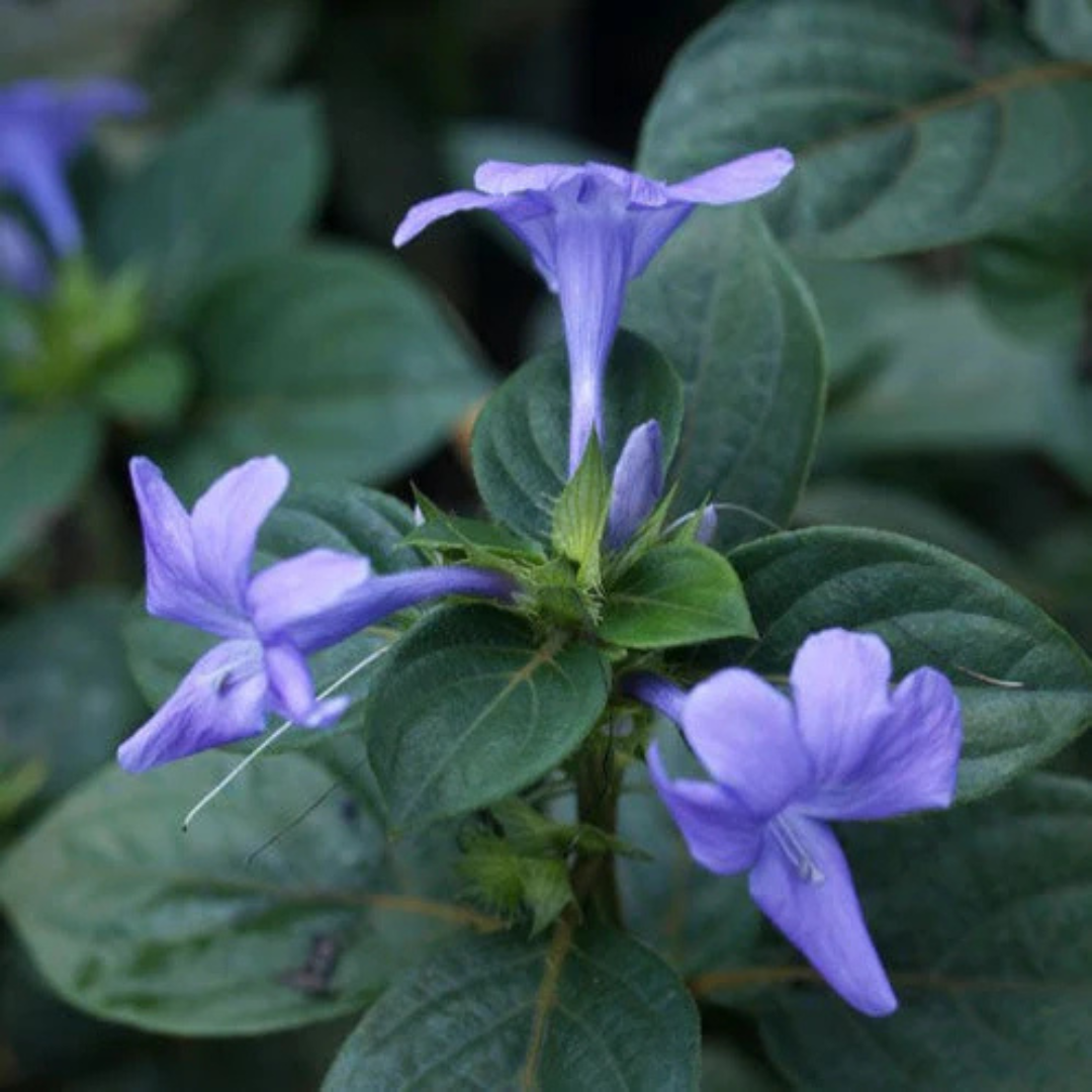 December Flower (Spatika) - Blue Flowering Live Plant