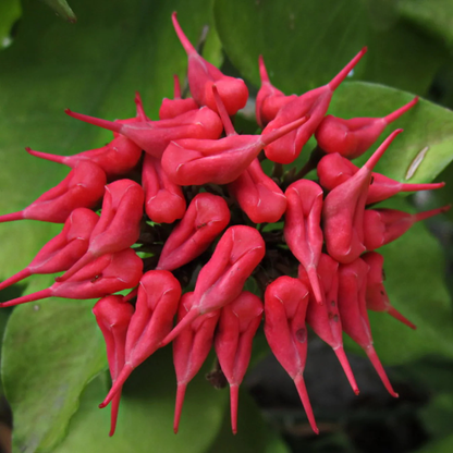 Devil's Backbone (Euphorbia tithymaloides) Green Leaves Flowering Live Plant
