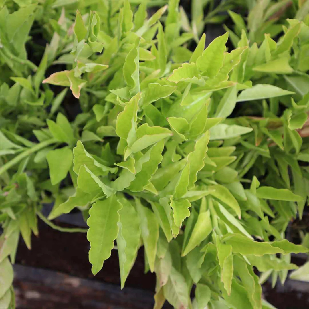 Devil's Backbone (Euphorbia tithymaloides) Green Leaves Flowering Live Plant