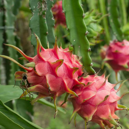 Dragon Fruit Original Red Sweet Variety Rooted Plant