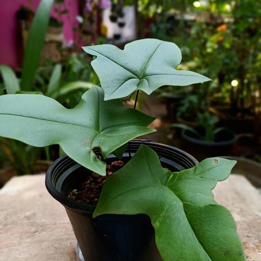 Duck Foot Fern (Doryopteris Ludens) Indoor / Outdoor Live Plant
