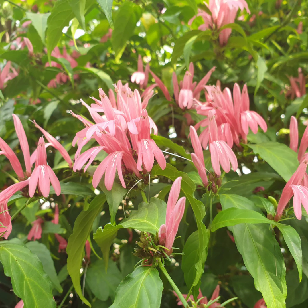 Duck Foot (Justicia brasiliana) Rare All Time Flowering Live Plant