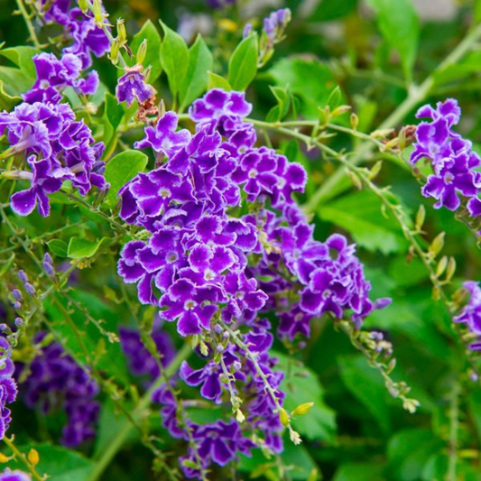 Duranta Erecta Purple Flower with Green Leaves Ornamental Live Plant