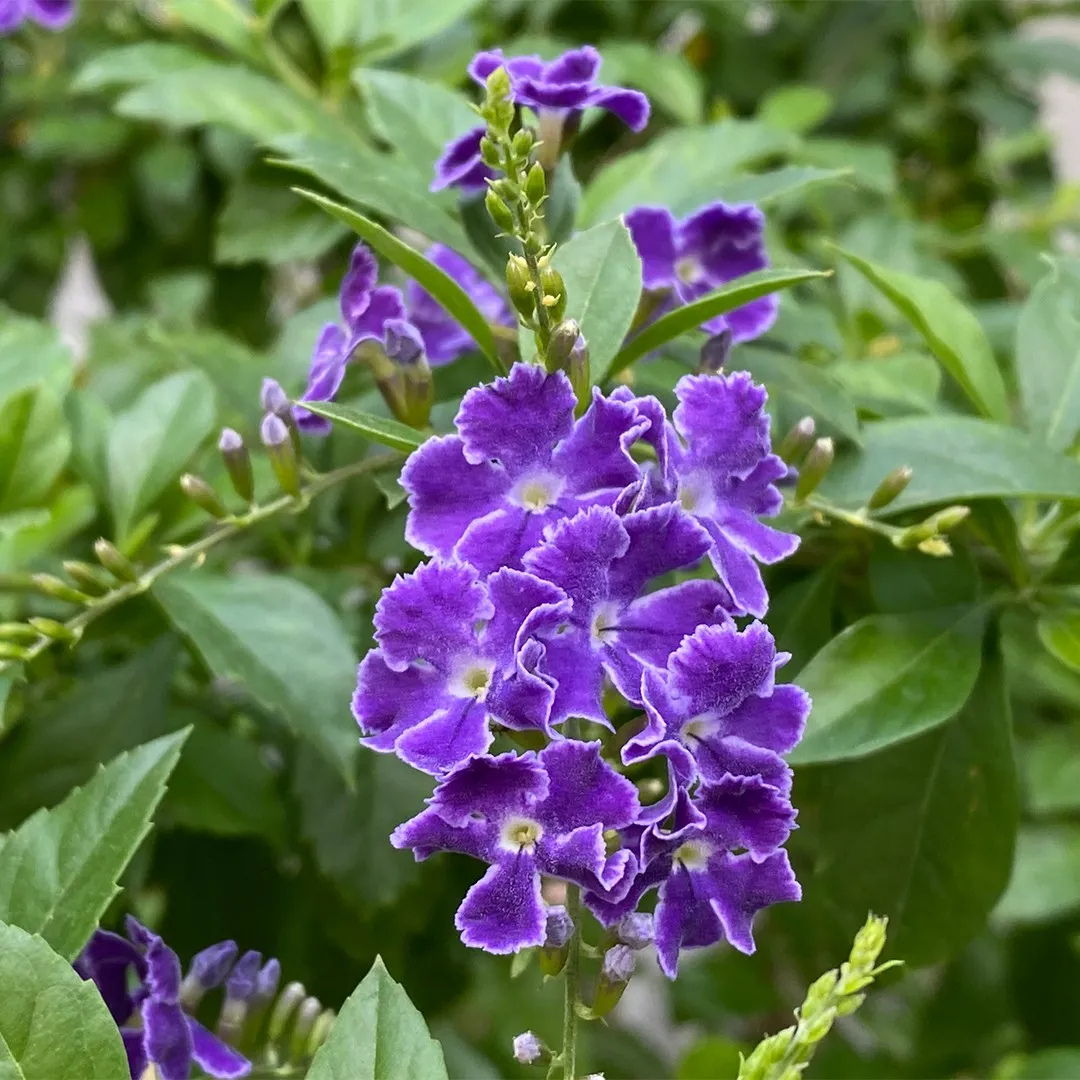 Duranta Erecta Purple Flower with Green Leaves Ornamental Live Plant