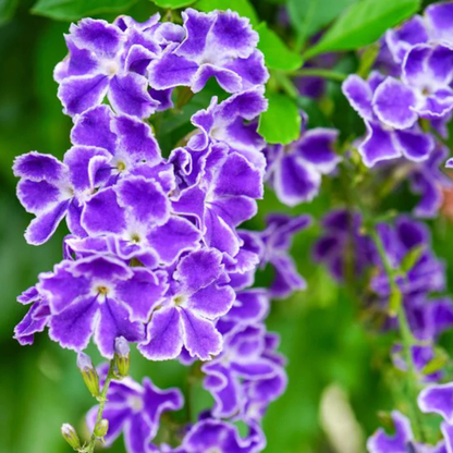 Duranta Erecta Purple Flower with Green Leaves Ornamental Live Plant
