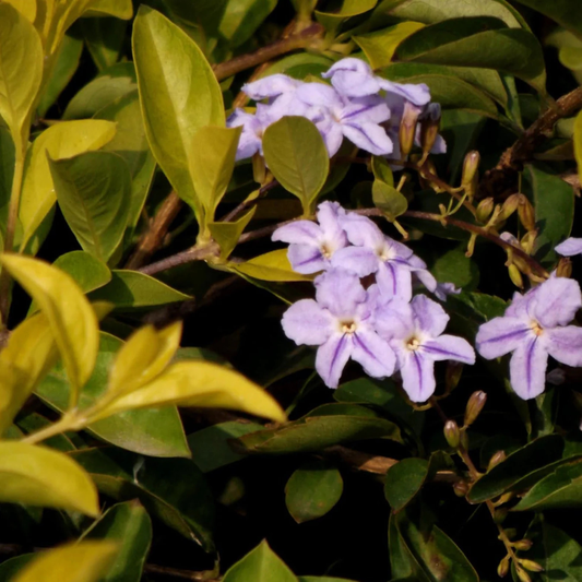 Duranta Erecta Purple Flower with Yellow (Gold Mound) Leaves Ornamental Live Plant