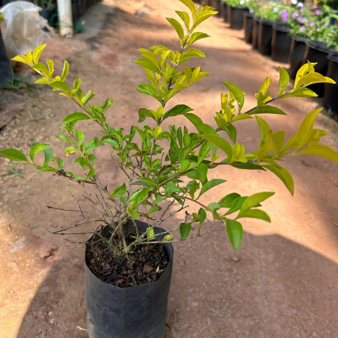 Duranta Erecta Purple Flower with Yellow (Gold Mound) Leaves Ornamental Live Plant