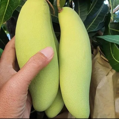 Dwarf Banana Mango Grafted Live Plant