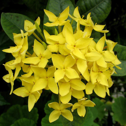 Dwarf Ixora Yellow All Time Flowering Live Plant