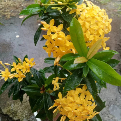 Dwarf Ixora Yellow All Time Flowering Live Plant
