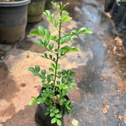 Dwarf Kamini (Murraya Paniculata) Highly Fragrant Rare Flowering Live Plant