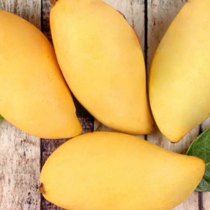 Dwarf Nam Doc Mai Mango Grafted Live Plant