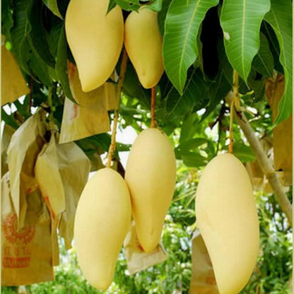 Dwarf Nam Doc Mai Mango Grafted Live Plant