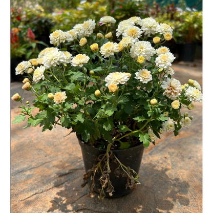 Dwarf White Chrysanthemum Flowering Live Plant