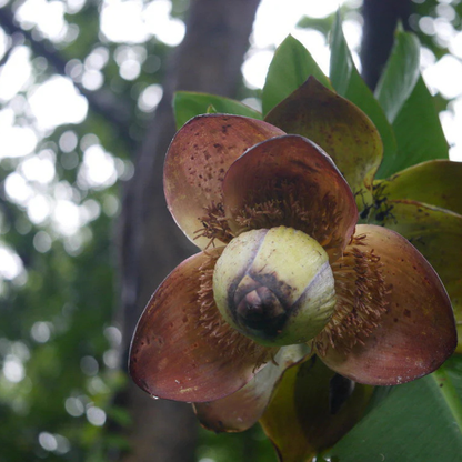 Ensette superbum (Kalluvazha) Rare Fruit Live Plant