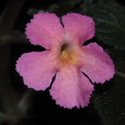 Episcia Cupreata Black Leaf with Pink Flower (Hanging) All Time Flowering Live Plant