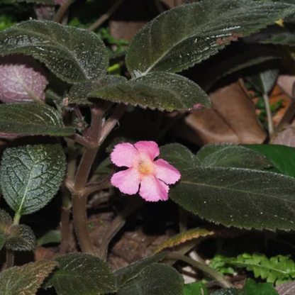 Episcia Cupreata Black Leaf with Pink Flower (Hanging) All Time Flowering Live Plant