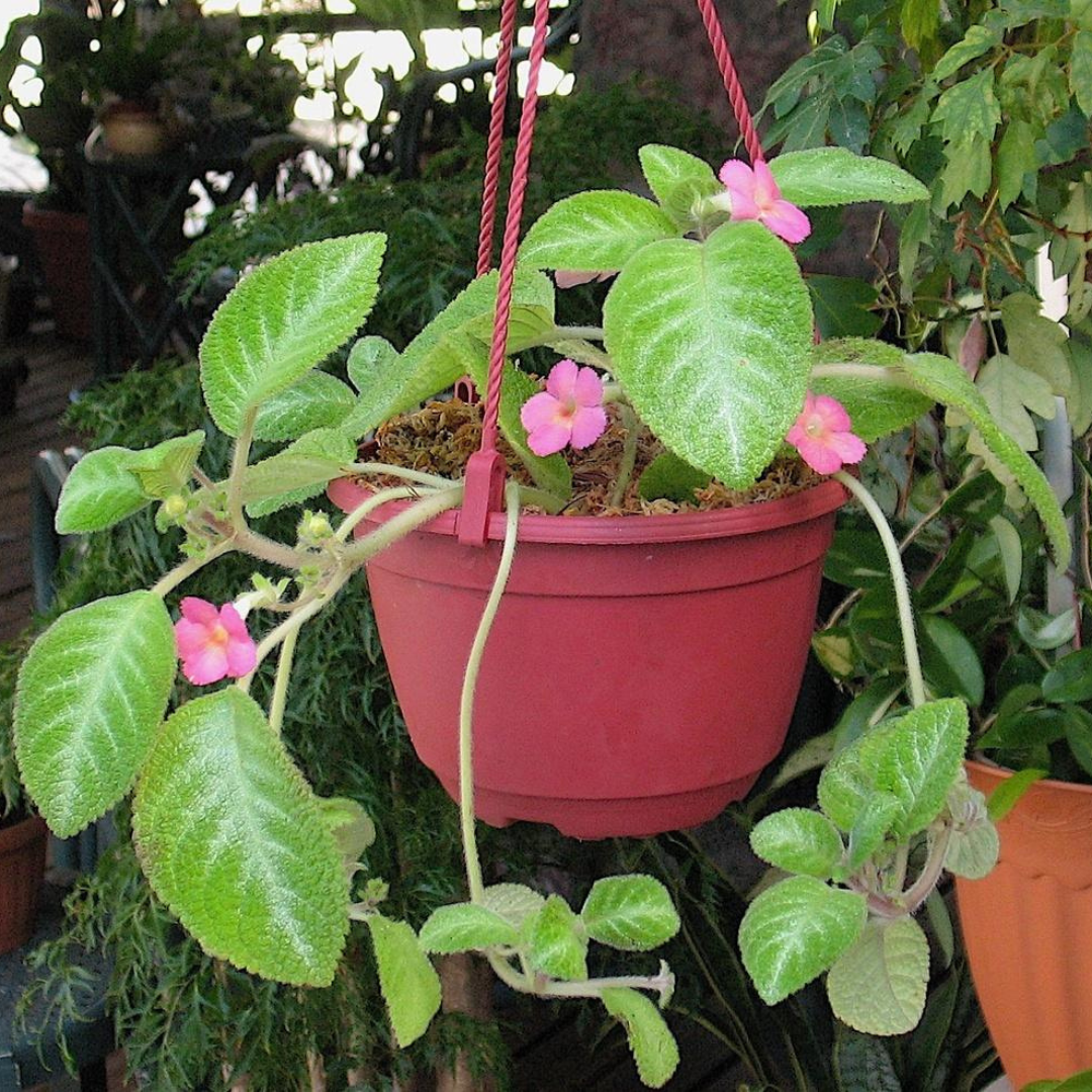 Episcia Cupreata Green Leaf with Pink Flower (Hanging) All Time Flowering Live Plant