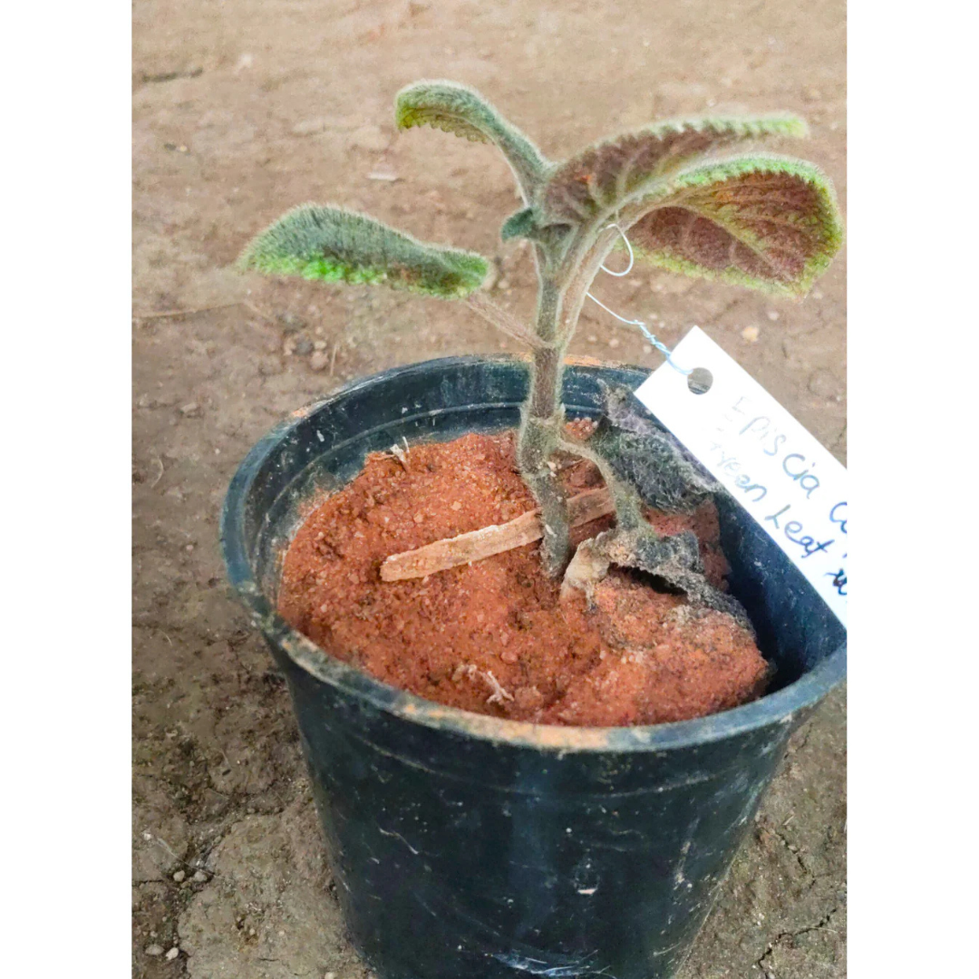 Episcia Cupreata Green Leaf with Pink Flower (Hanging) All Time Flowering Live Plant
