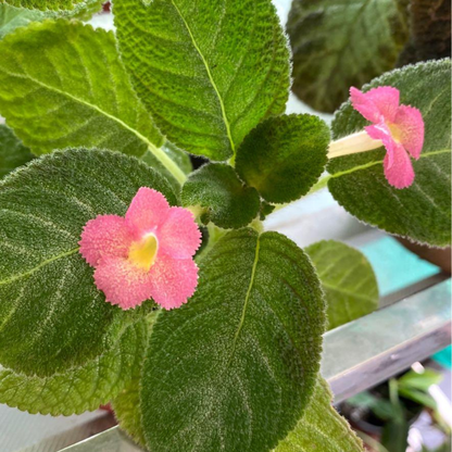 Episcia Cupreata Green Leaf with Pink Flower (Hanging) All Time Flowering Live Plant