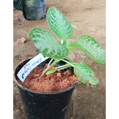 Episcia Cupreata Red (Hanging) All Time Flowering Live Plant
