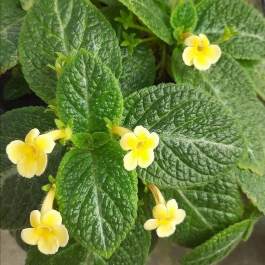Episcia Yellow (Hanging) All Time Flowering Live Plant