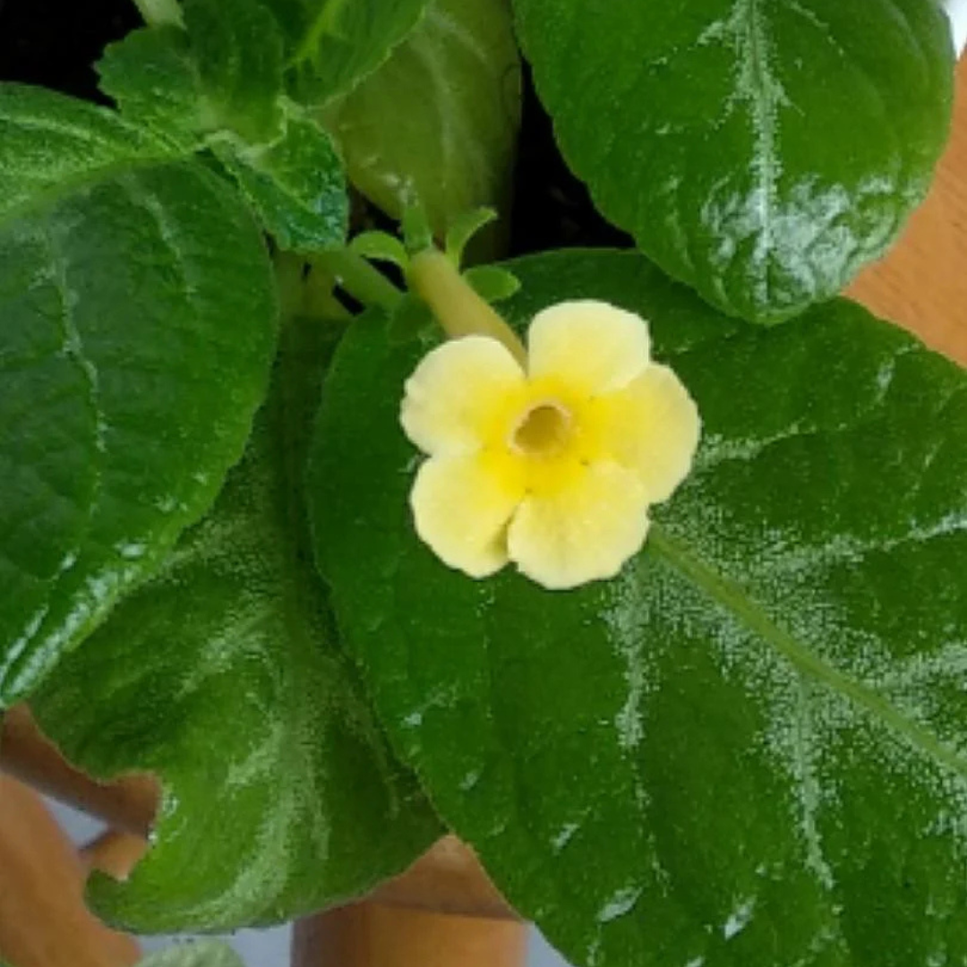 Episcia Yellow (Hanging) All Time Flowering Live Plant