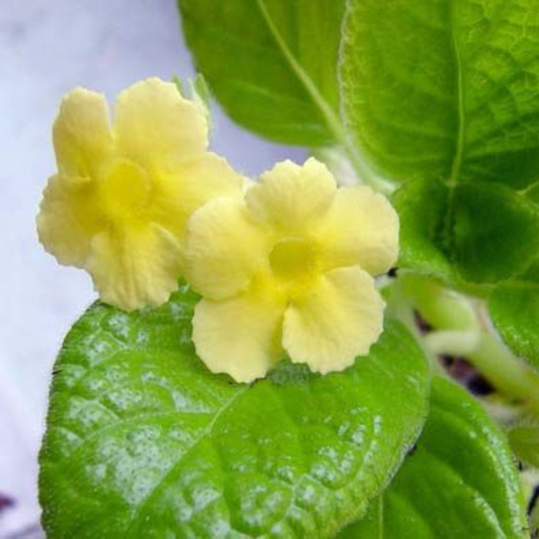 Episcia Yellow (Hanging) All Time Flowering Live Plant