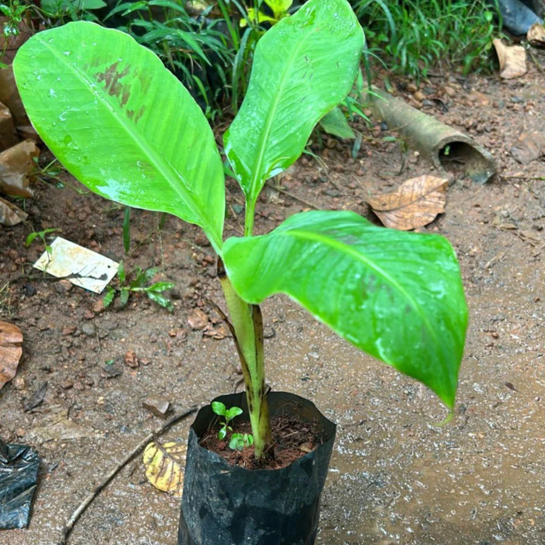Ethan Banana Live Plant