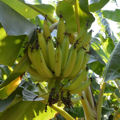 Ethan Banana Live Plant