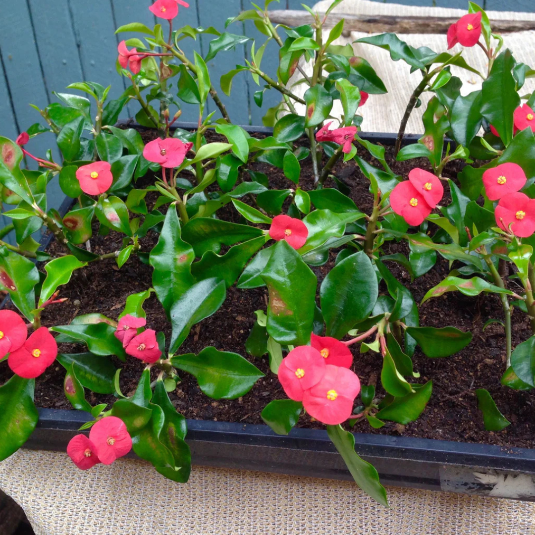 Euphorbia Geroldii (Thornless Crown of Thorns) Flowering Live Plant