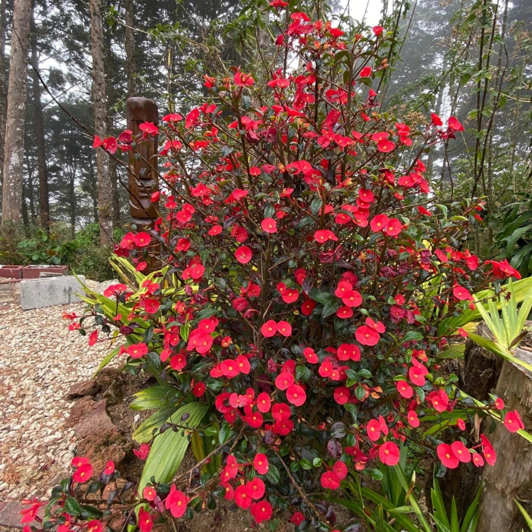 Euphorbia Geroldii (Thornless Crown of Thorns) Flowering Live Plant