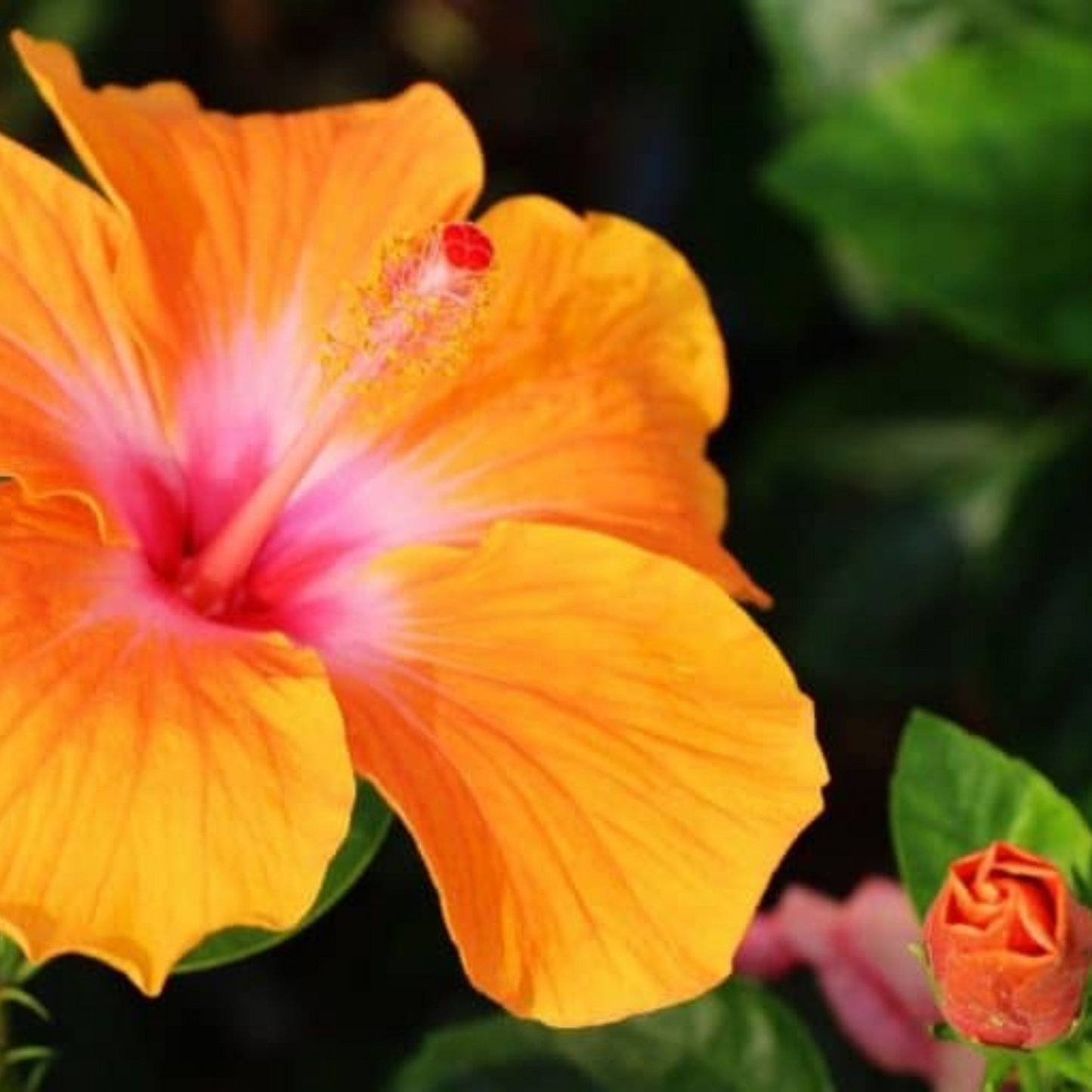 Fiesta Hibiscus All Time Flowering Live Plant