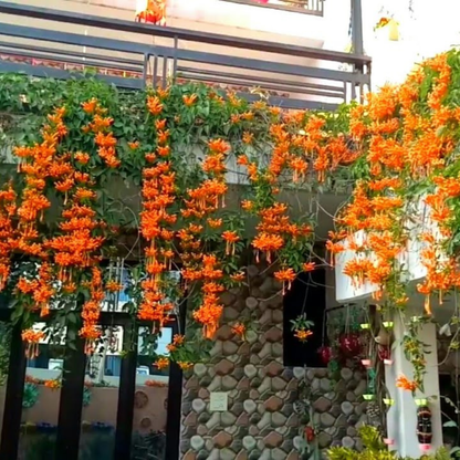 Flaming Trumpet Vine (Pyrostegia Venusta) Creeper/Climber Flowering Live Plant
