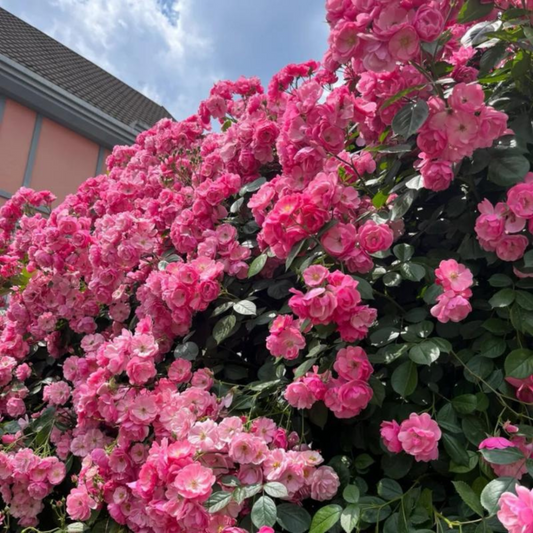 Fragrant Angela Climbing Rose Live Plant