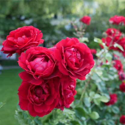Fragrant Don Juan Red Creeper/Climber Rose Rare Live Plant