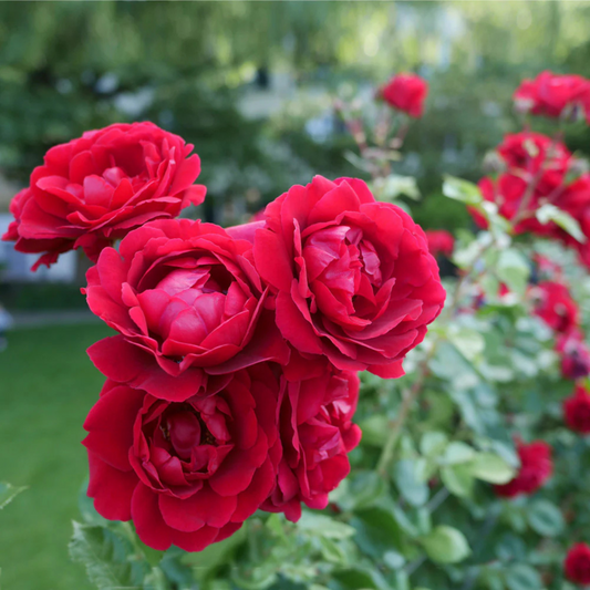 Fragrant Don Juan Red Creeper/Climber Rose Rare Live Plant