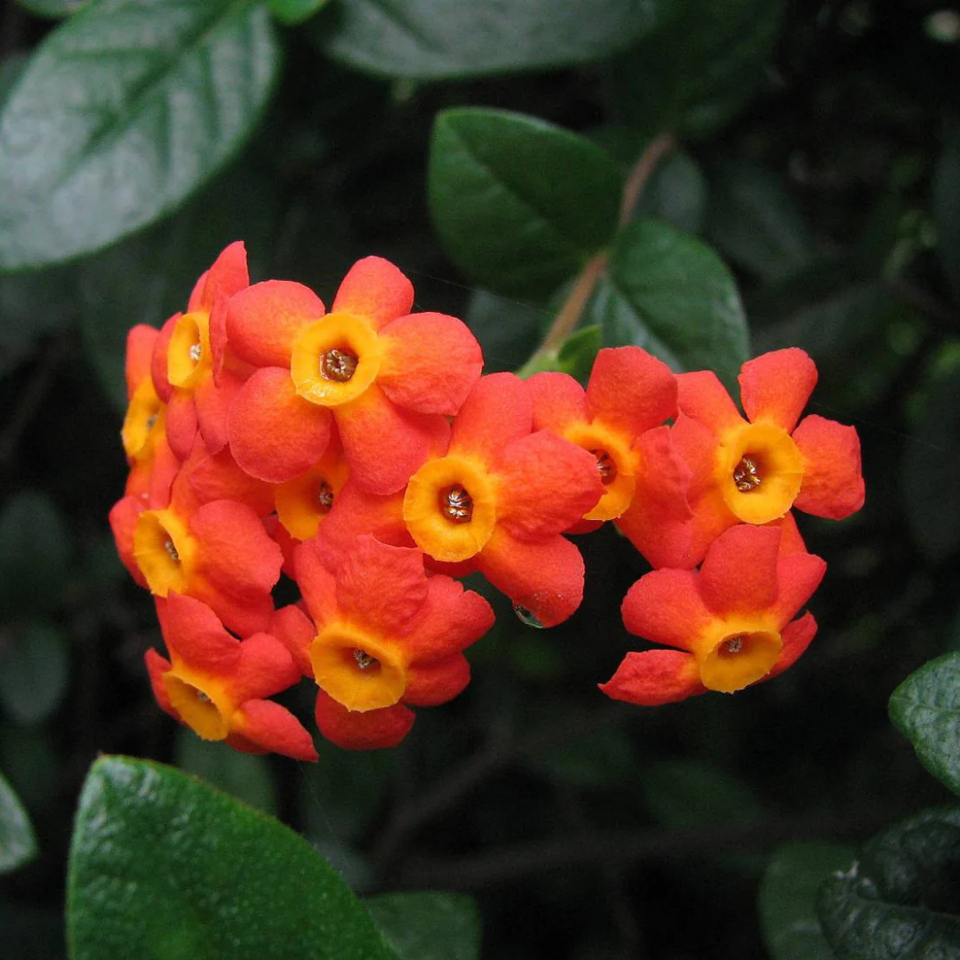 Fragrant Panama Rose (Rondeletia odorata) Flowering Live Plant