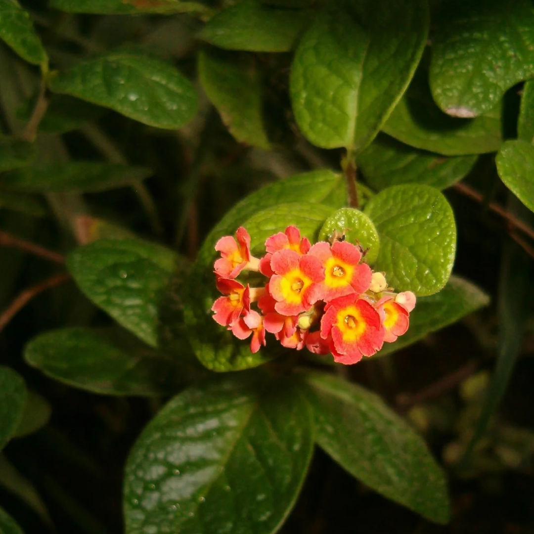 Fragrant Panama Rose (Rondeletia odorata) Flowering Live Plant