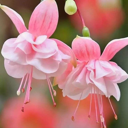 Fuchsia Pink (Fuchsia magellanica) Rare All Time Flowering Live Plant