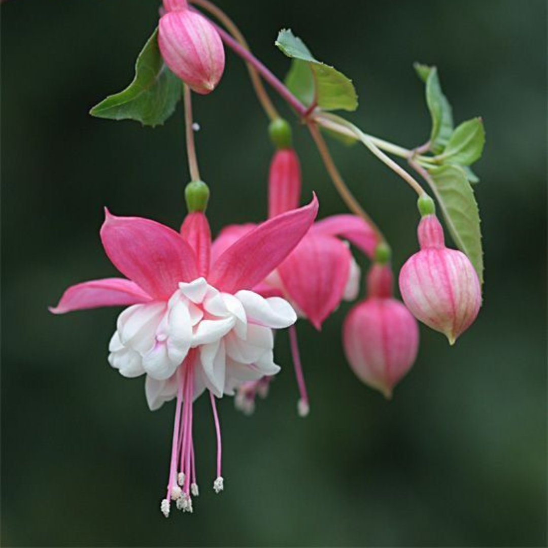 Fuchsia Pink (Fuchsia magellanica) Rare All Time Flowering Live Plant