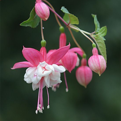 Fuchsia Pink (Fuchsia magellanica) Rare All Time Flowering Live Plant