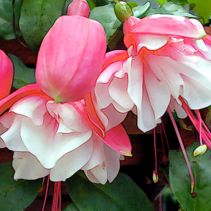 Fuchsia Pink (Fuchsia magellanica) Rare All Time Flowering Live Plant