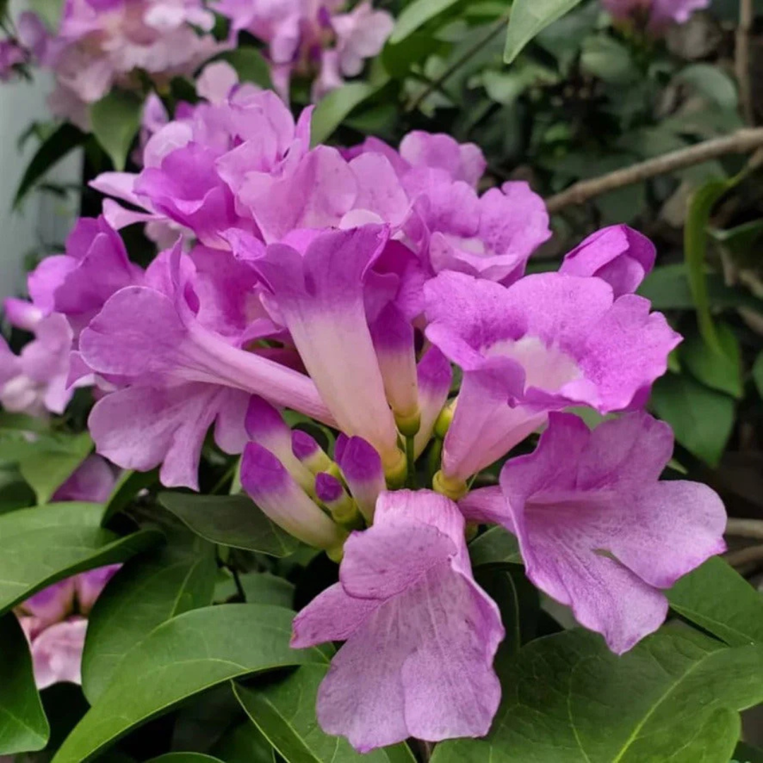 Garlic Vine (Mansoa Alliacea) Creeper/Climber Flowering Live Plant