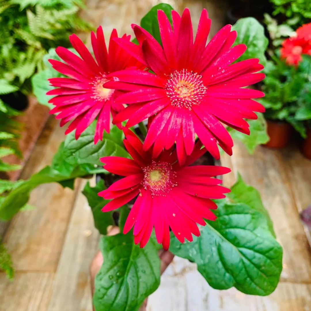 Gerbera Red Flowering Live Plant