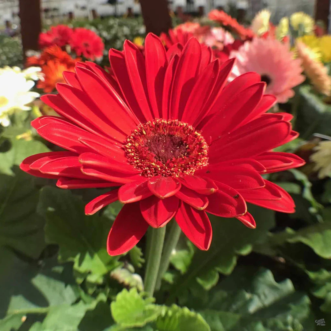 Gerbera Red Flowering Live Plant