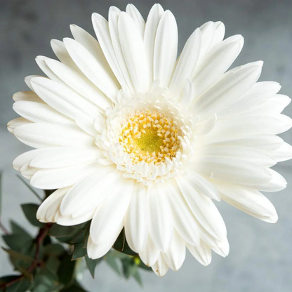 Gerbera White Flowering Live Plant