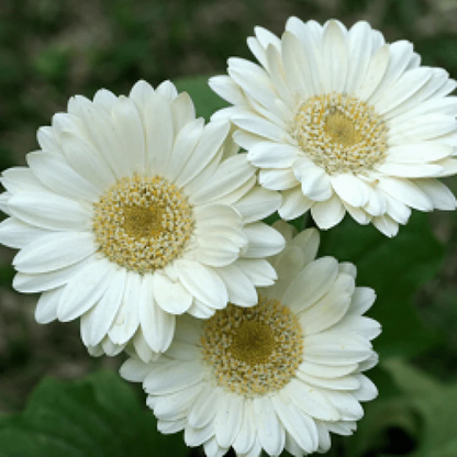 Gerbera White Flowering Live Plant