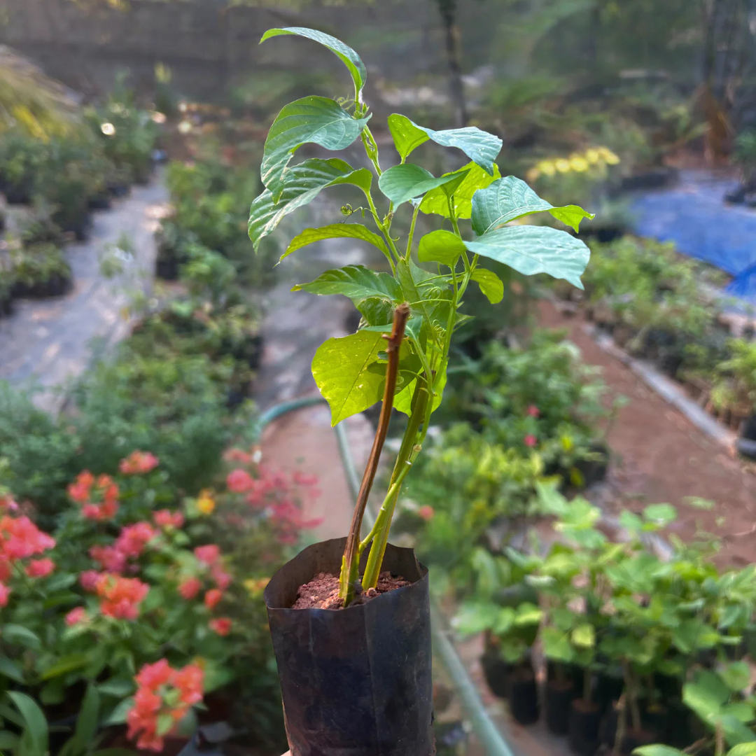 Giant Passion Fruit Flowering Live Plant